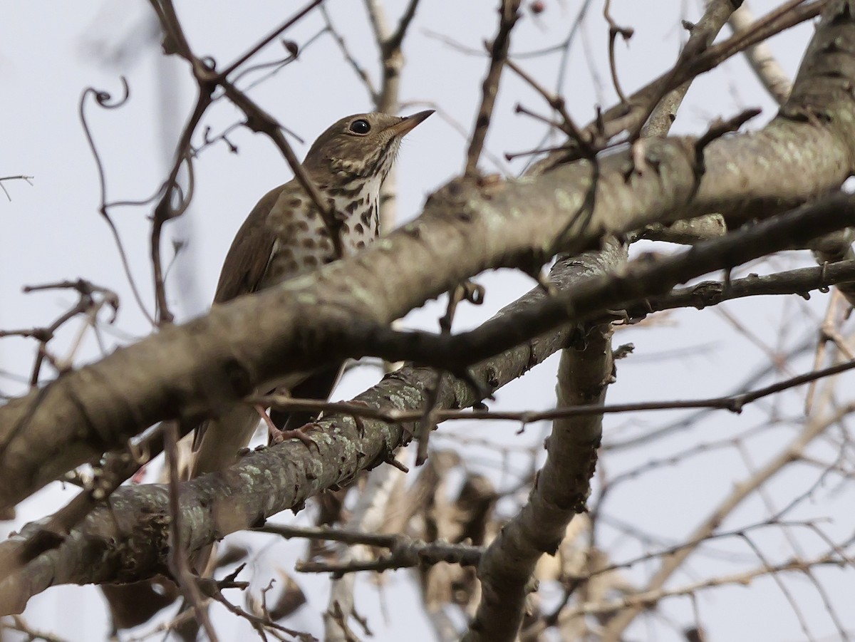 קיכלי חלוד-זנב - ML647506431