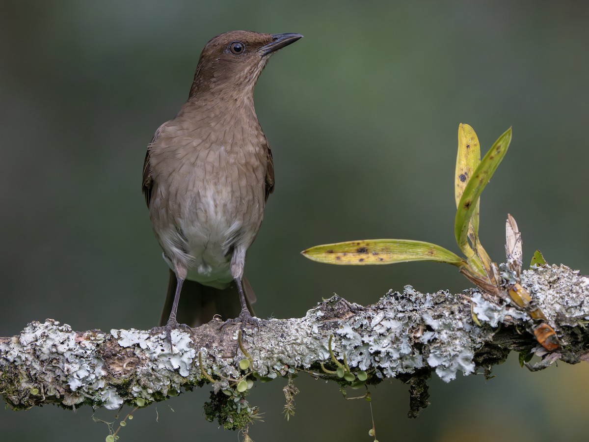 Black-billed Thrush - ML647506442