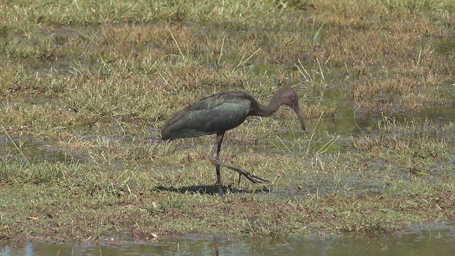 White-faced Ibis - ML647506447