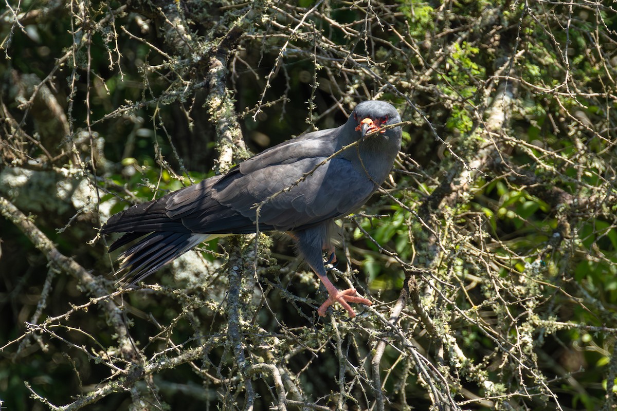 Snail Kite - ML647506448