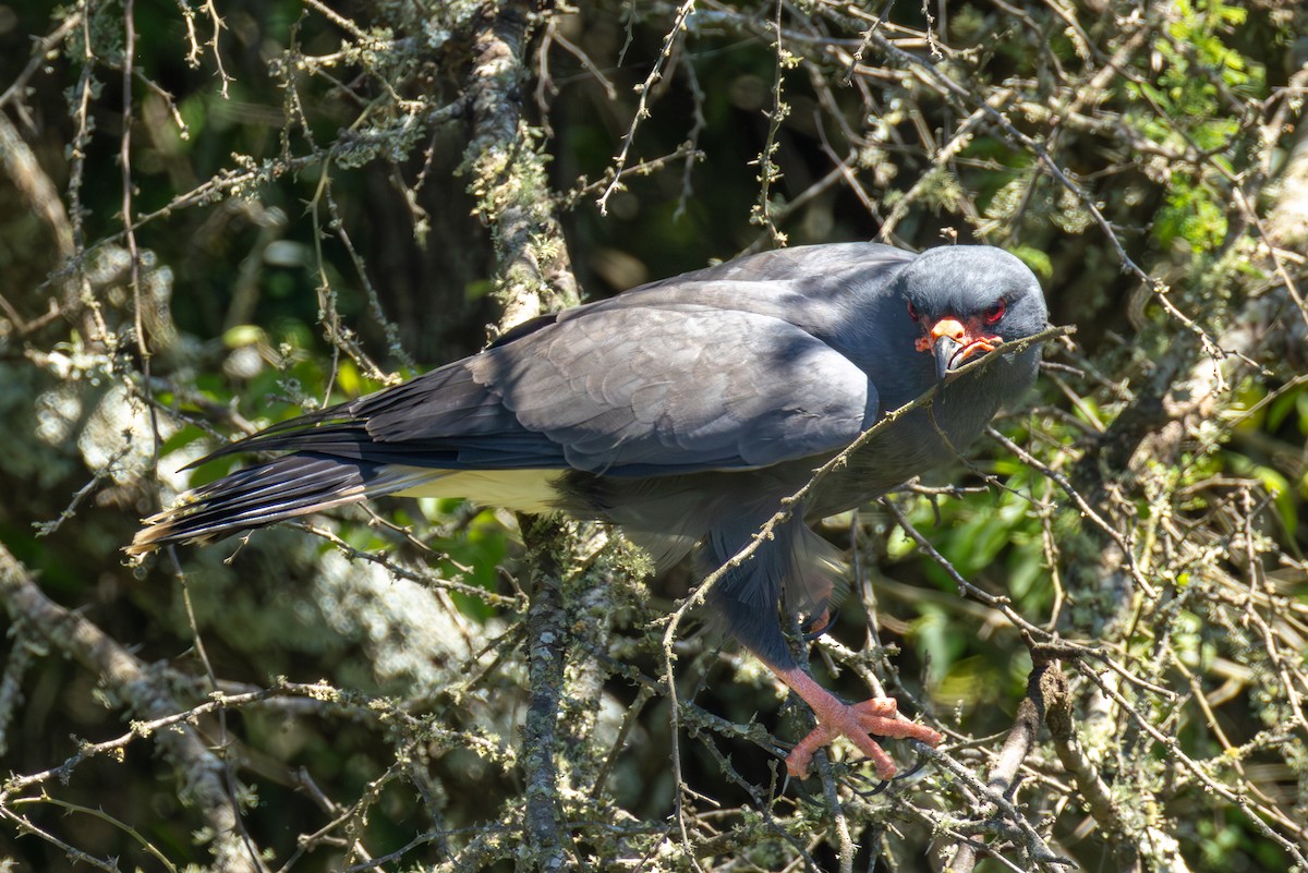 Snail Kite - ML647506450