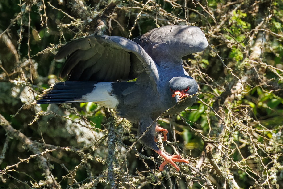 Snail Kite - ML647506451