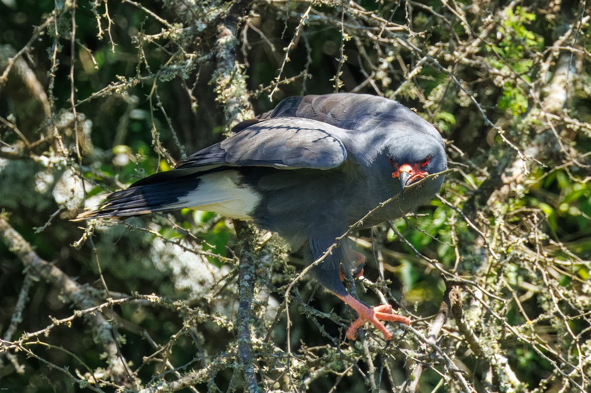 Snail Kite - ML647506452
