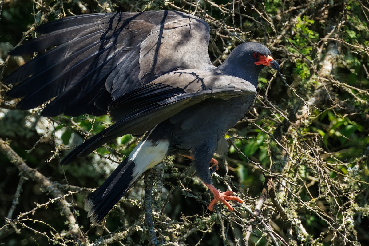 Snail Kite - ML647506453