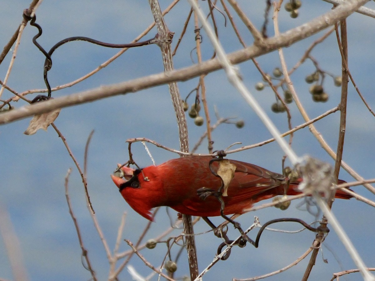 Northern Cardinal - ML647506454