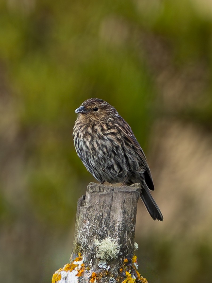 Plumbeous Sierra Finch - ML647506456