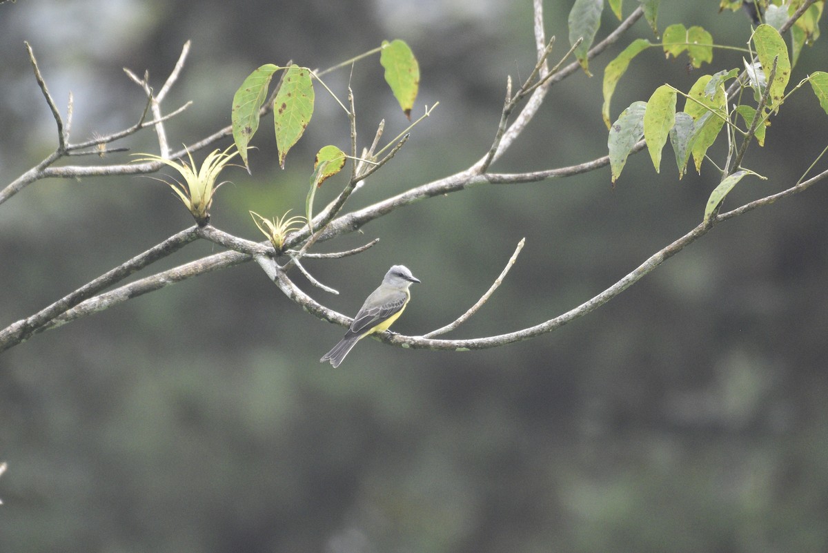 Tropical Kingbird - ML647506457