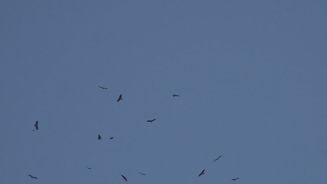 Snail Kite - ML647506458