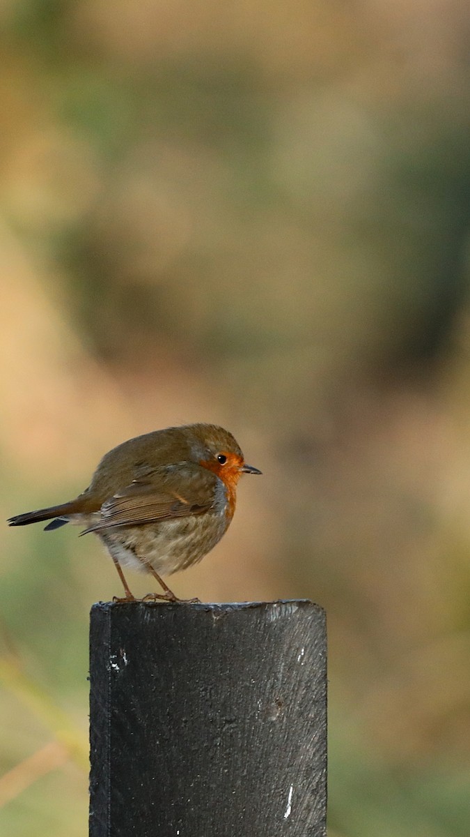 European Robin - ML647506459