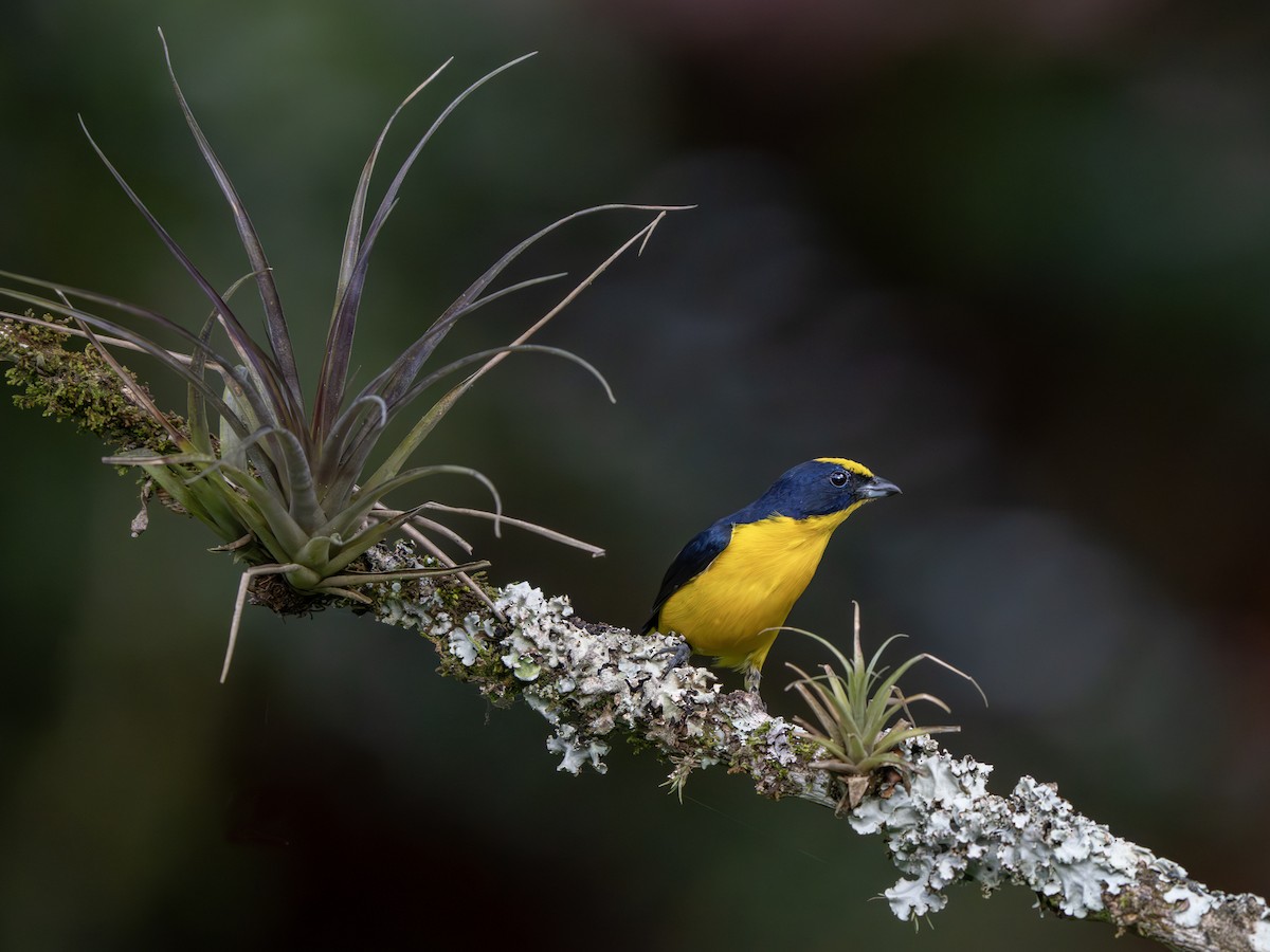 Thick-billed Euphonia - ML647506460