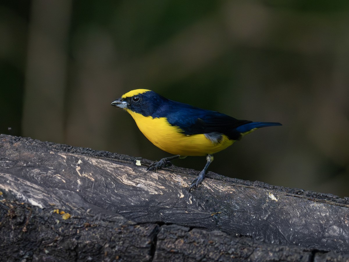 Thick-billed Euphonia - ML647506461