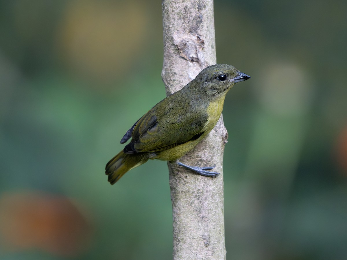 Thick-billed Euphonia - ML647506462