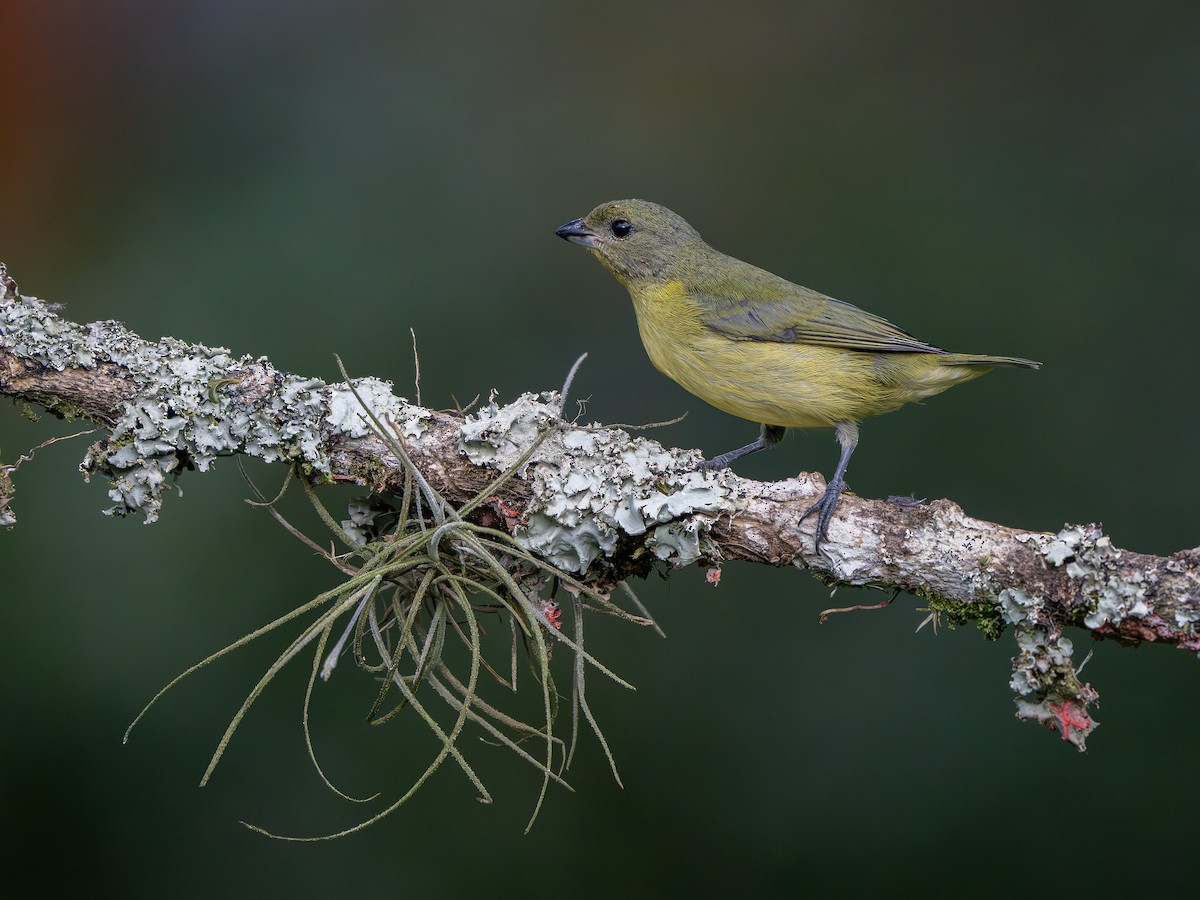 Thick-billed Euphonia - ML647506463