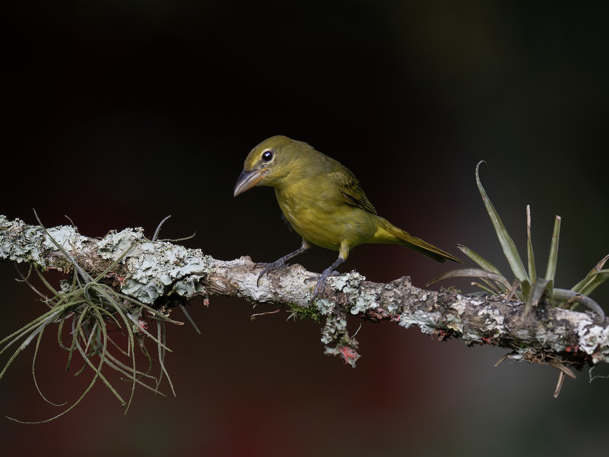 Summer Tanager - ML647506464