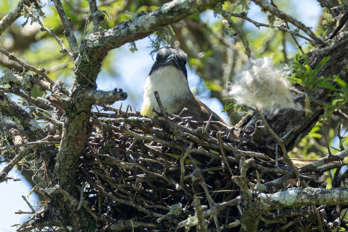 Great Kiskadee - ML647506465