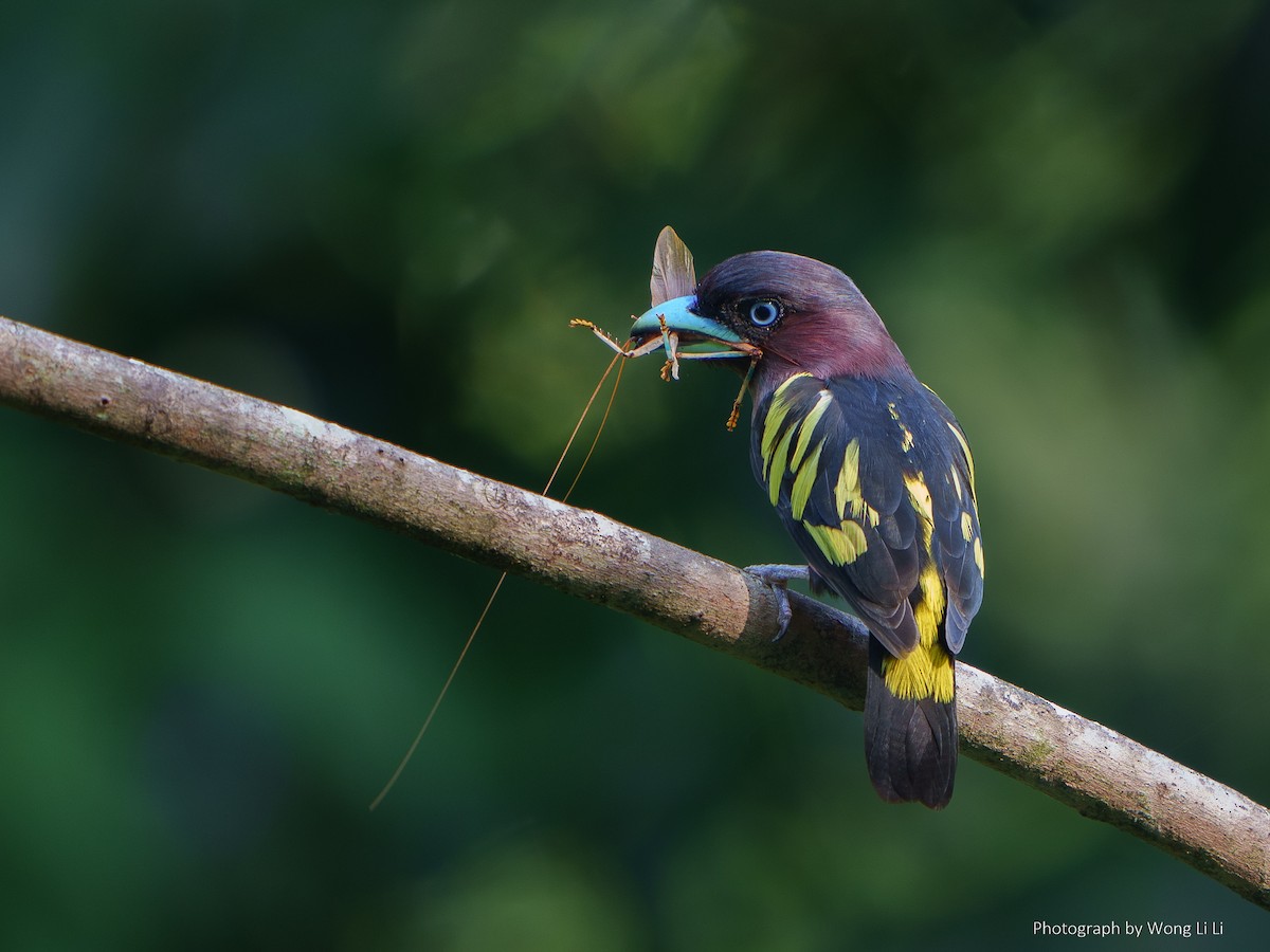 Banded Broadbill - ML647506466