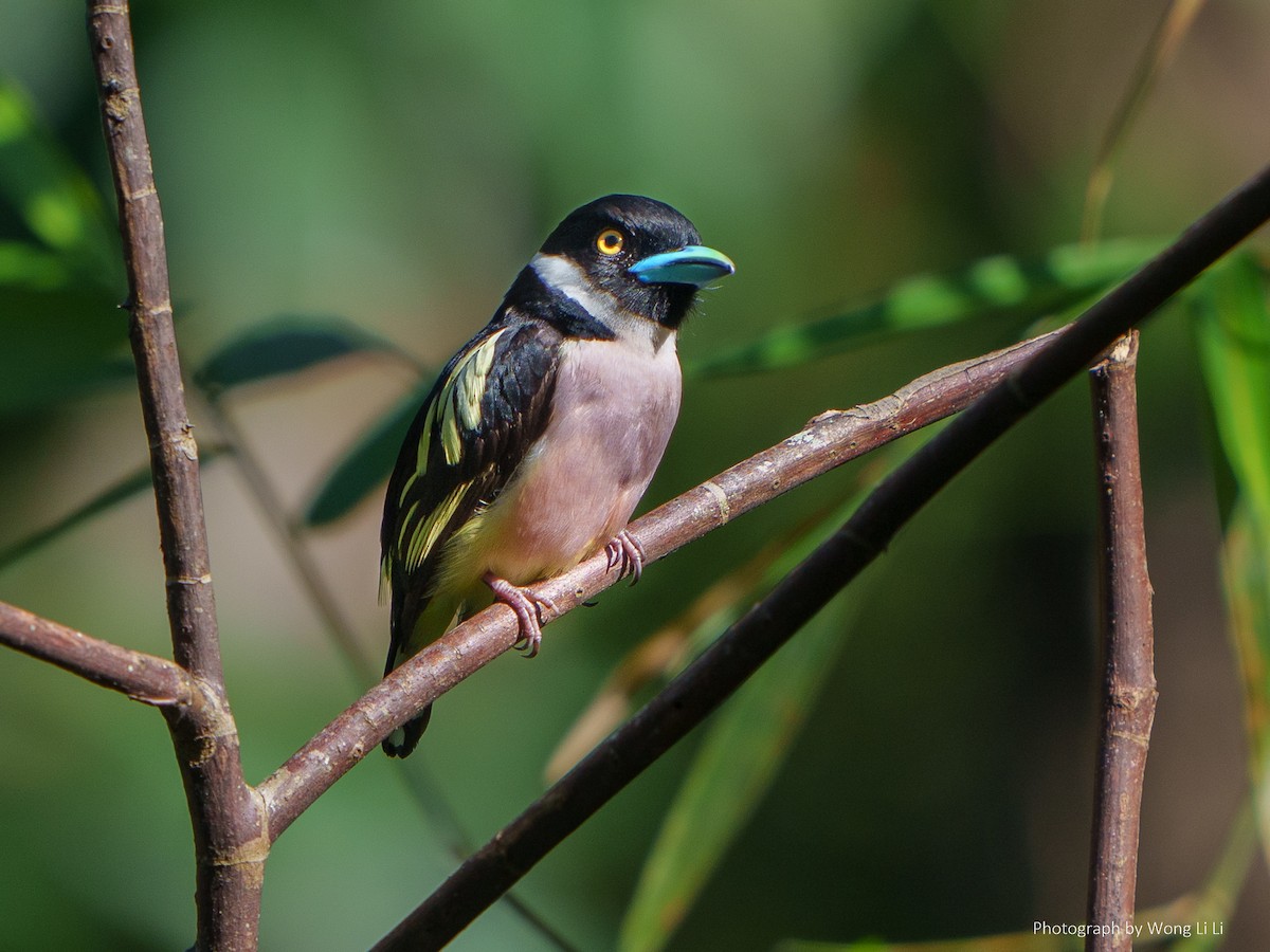 Black-and-yellow Broadbill - ML647506467