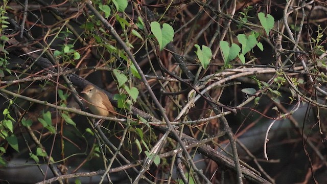 Восточная малая мухоловка - ML647506468