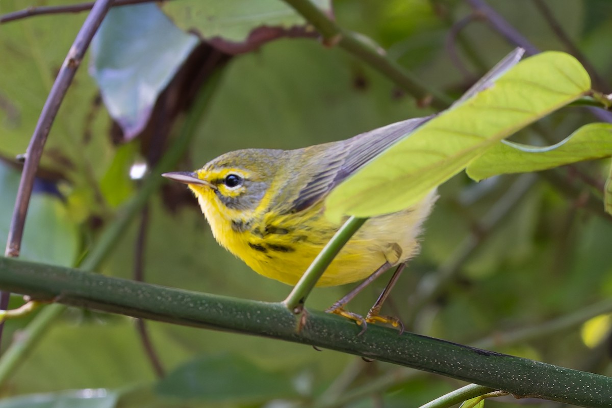 Prairie Warbler - ML647506469