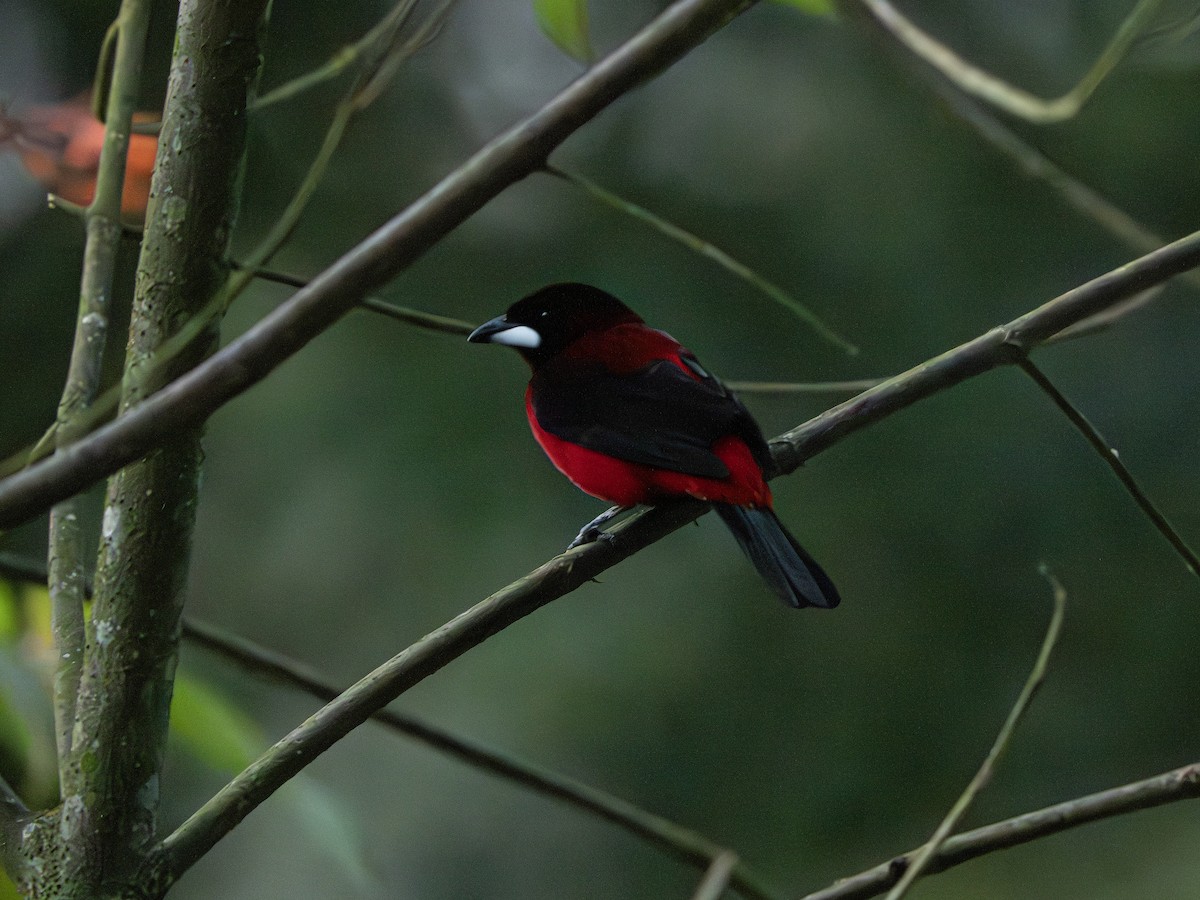 Crimson-backed Tanager - ML647506470