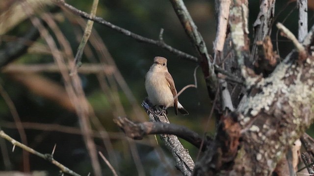 Восточная малая мухоловка - ML647506473