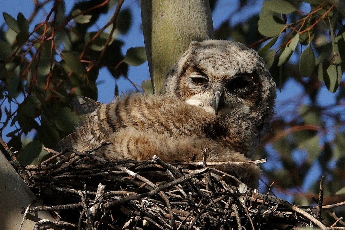 Great Horned Owl - ML647506475