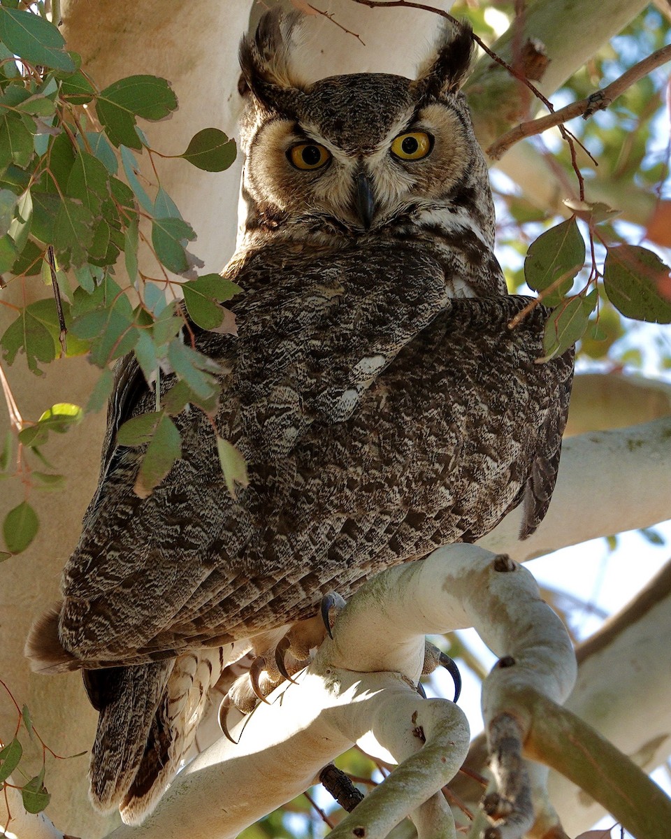 Great Horned Owl - ML647506476