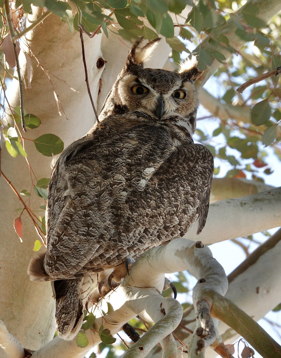 Great Horned Owl - ML647506477