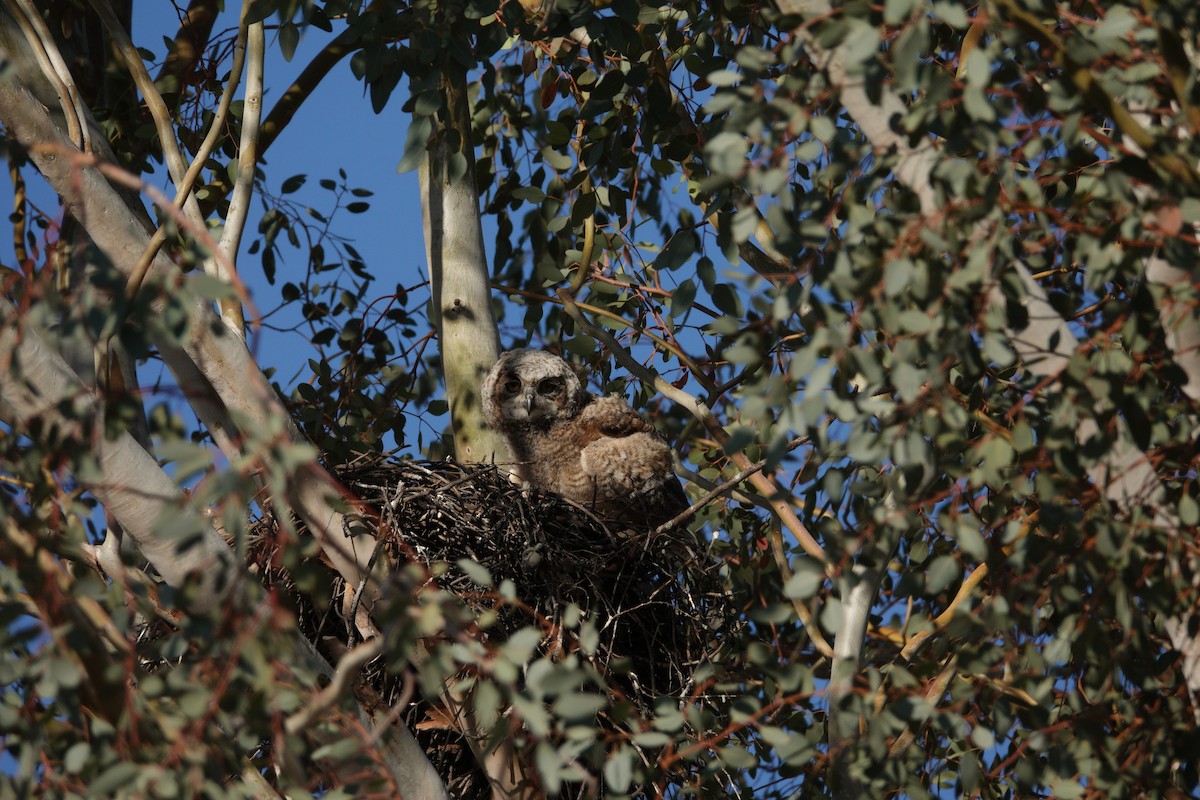 Great Horned Owl - ML647506478