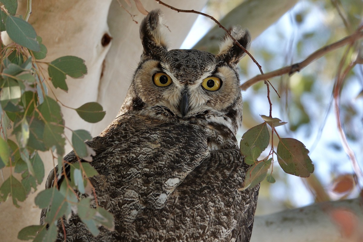 Great Horned Owl - ML647506479