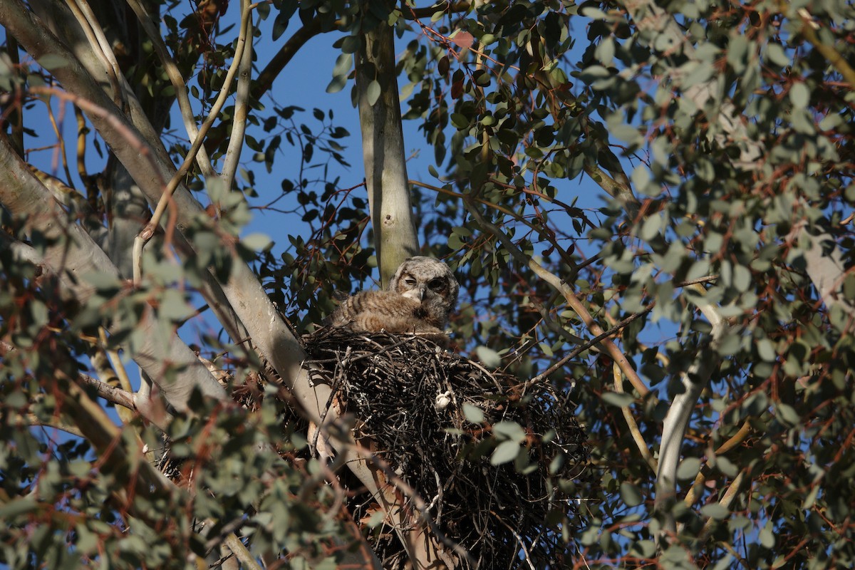 Great Horned Owl - ML647506480