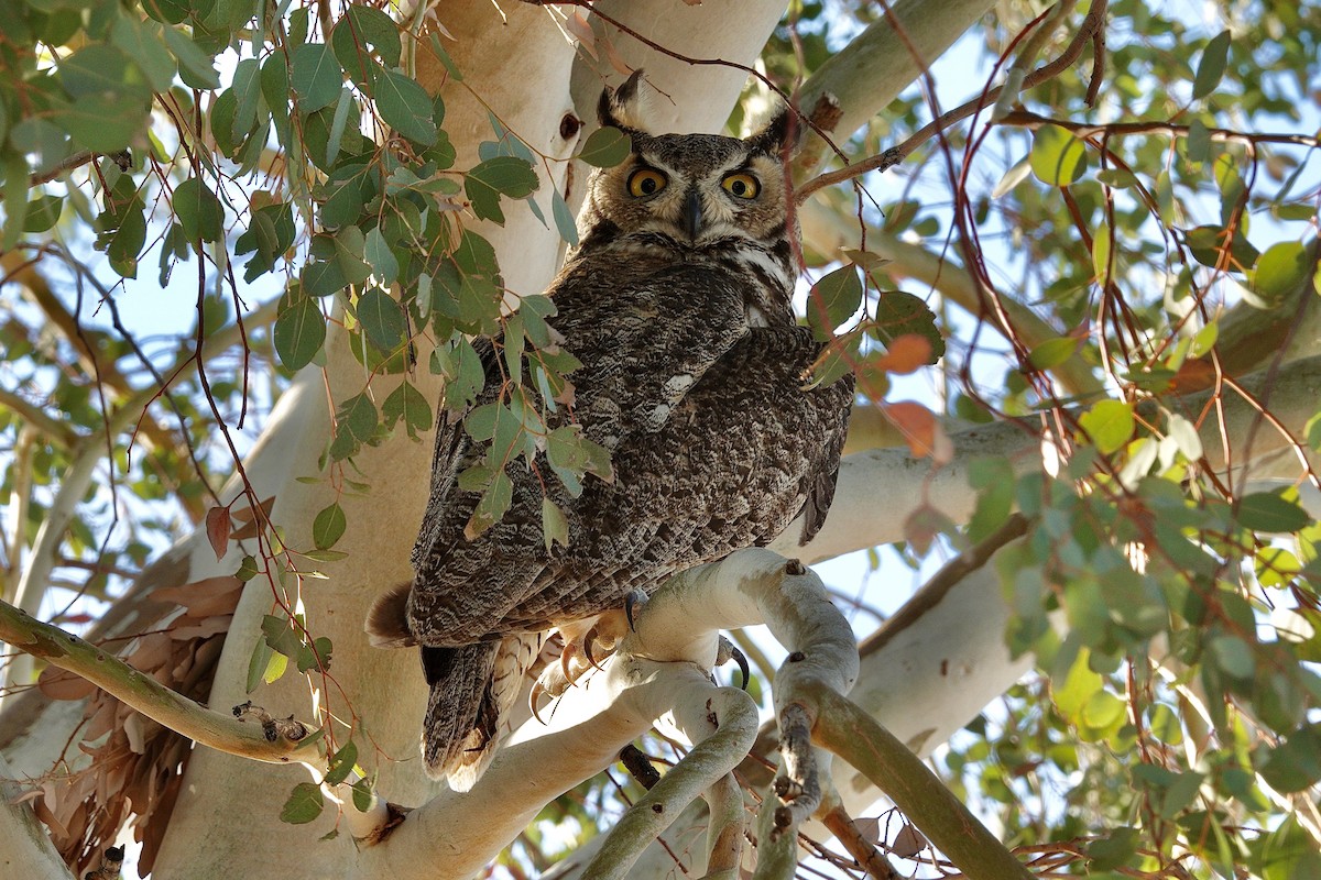 Great Horned Owl - ML647506481