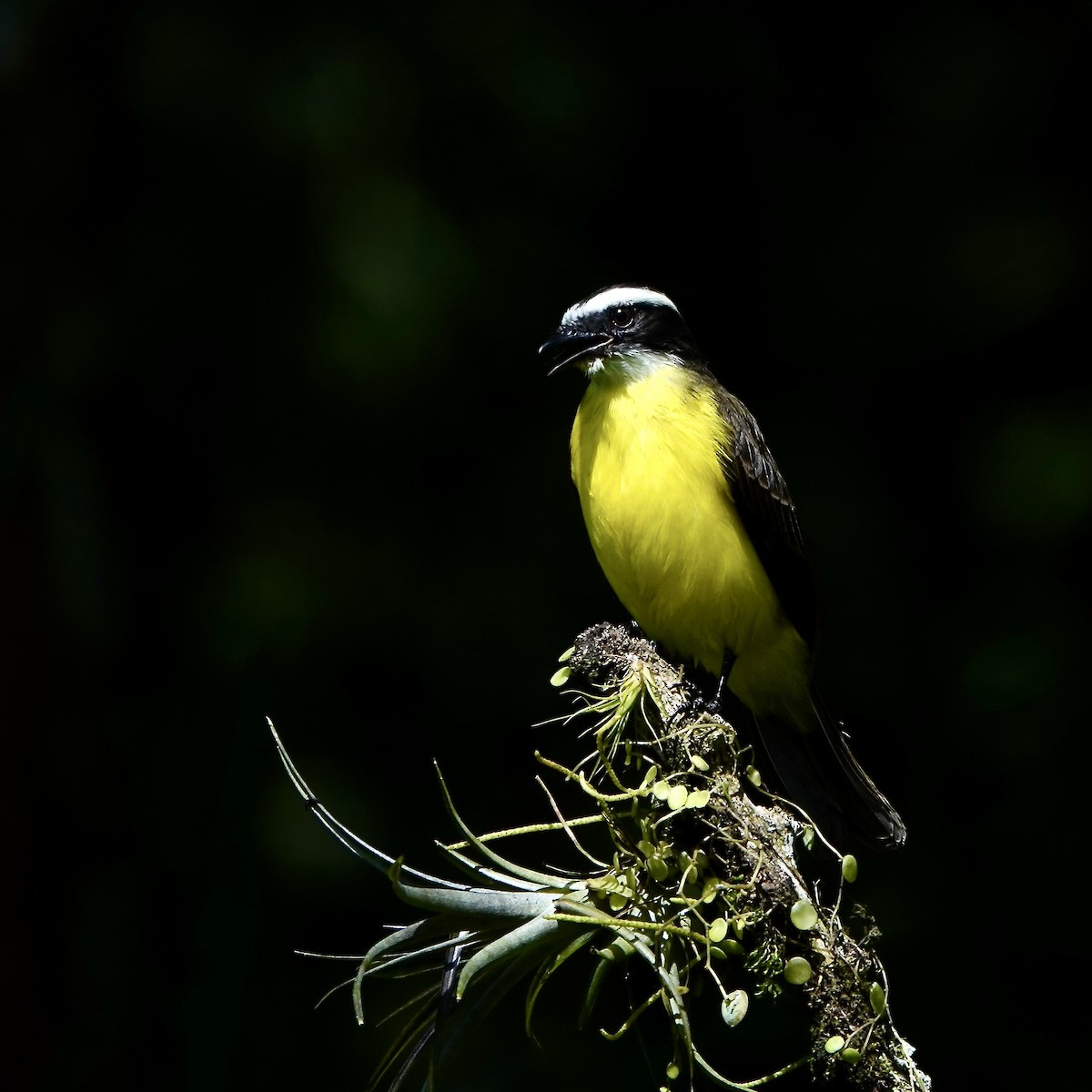 Rusty-margined Flycatcher - ML647506482