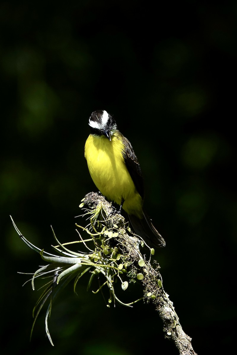 Rusty-margined Flycatcher - ML647506483