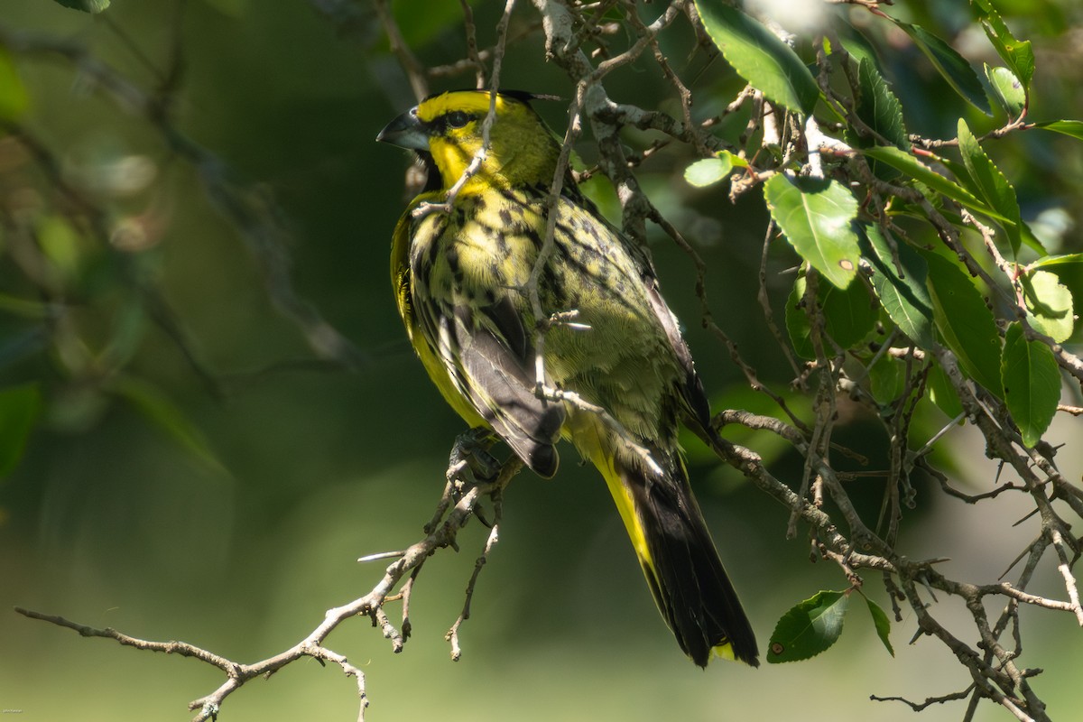 Yellow Cardinal - ML647506487