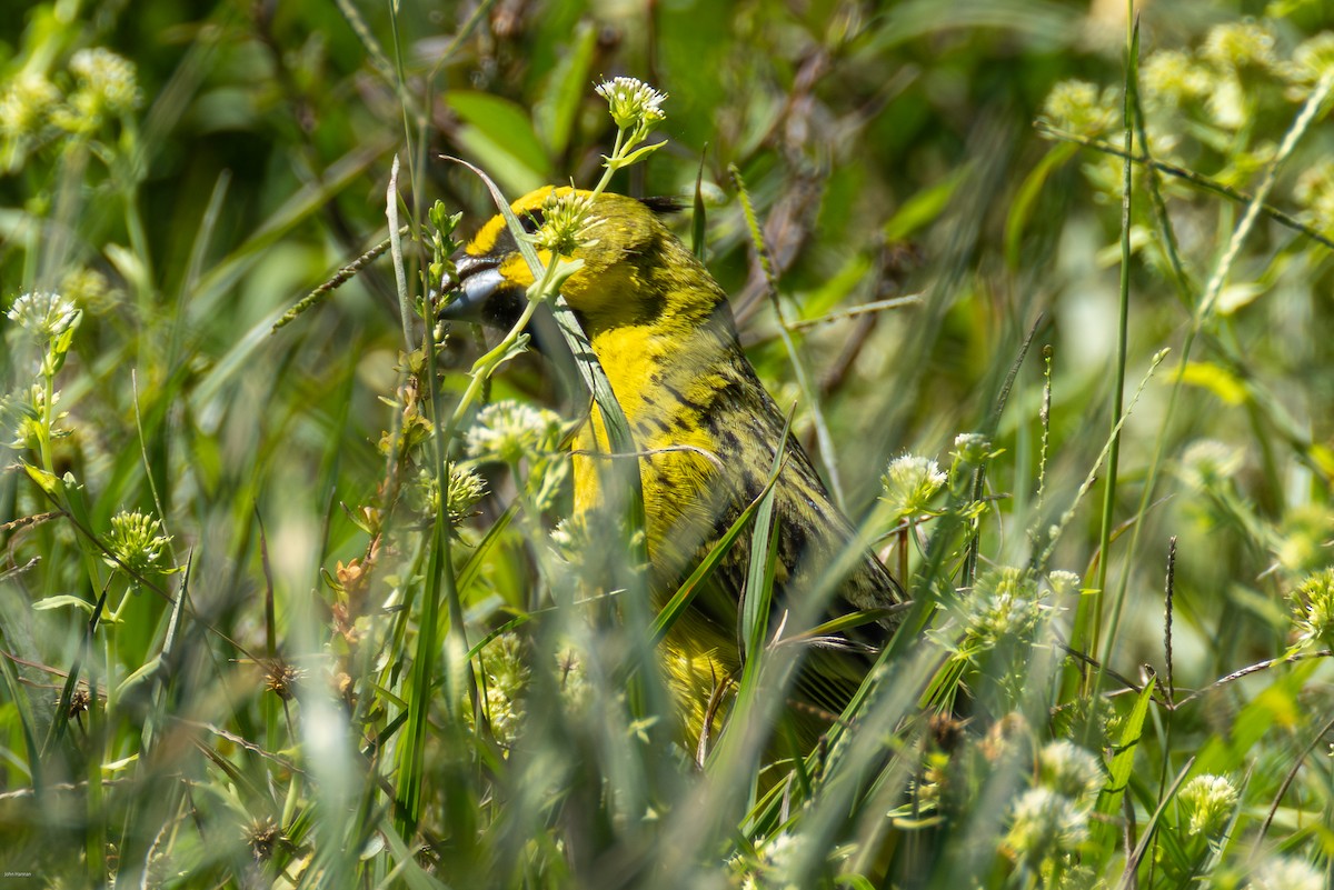 Yellow Cardinal - ML647506488
