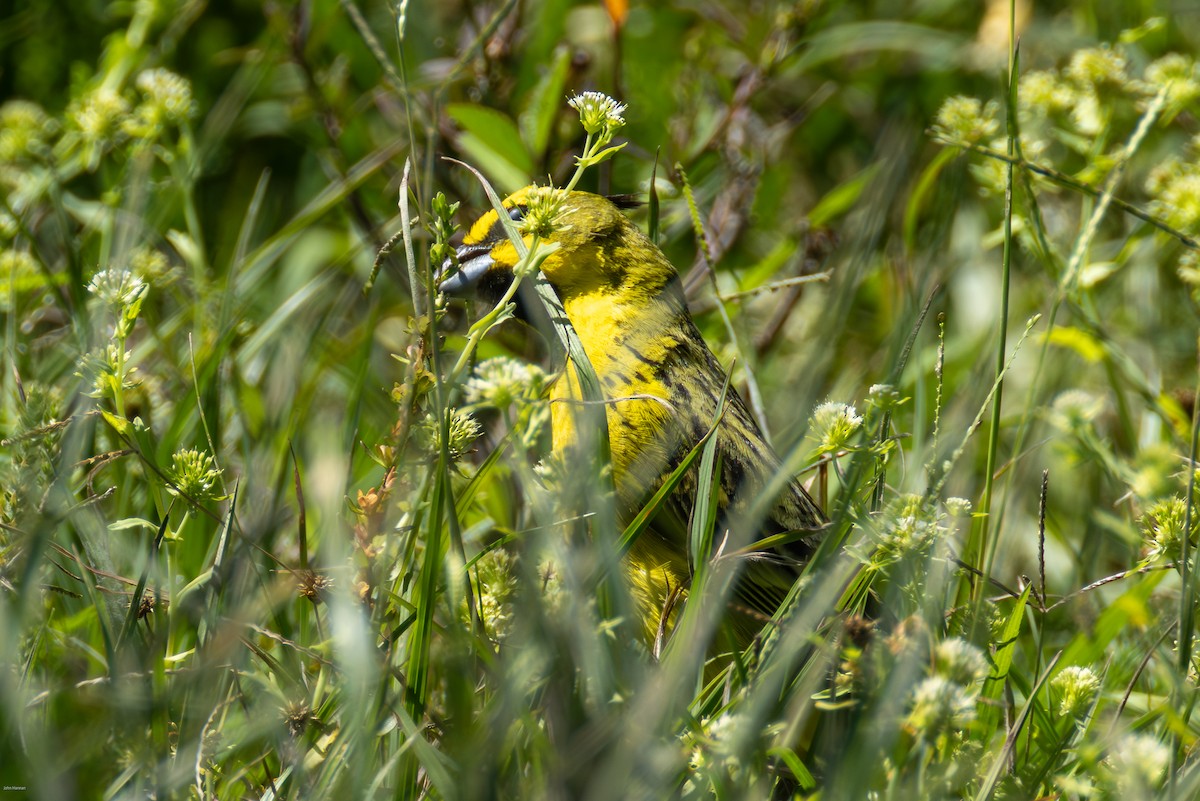 Yellow Cardinal - ML647506489