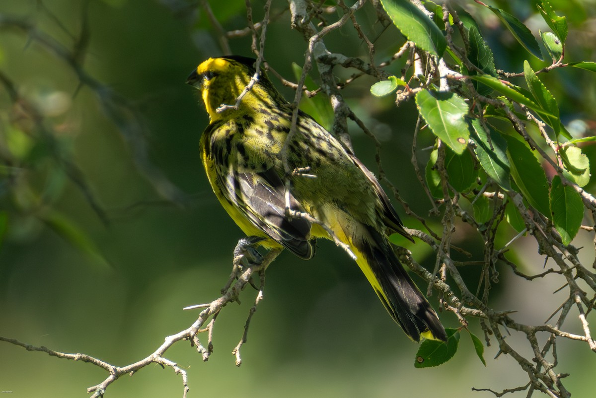 Yellow Cardinal - ML647506491