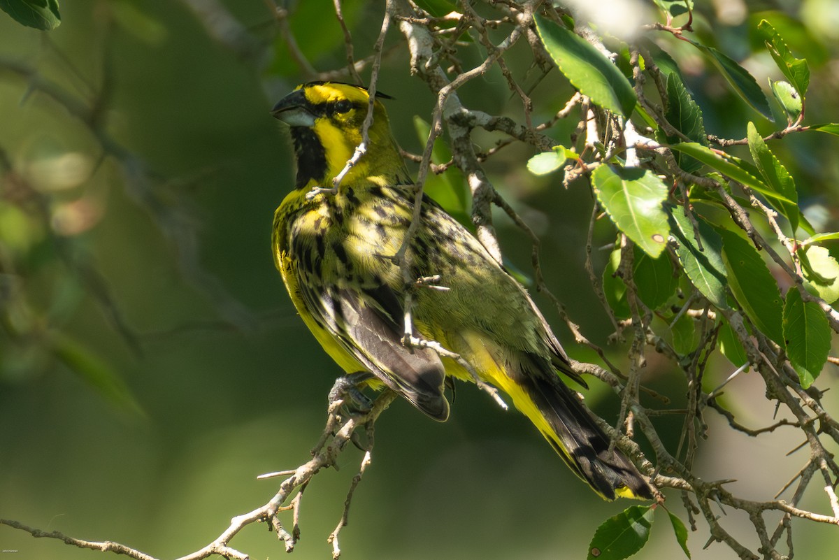 Yellow Cardinal - ML647506492