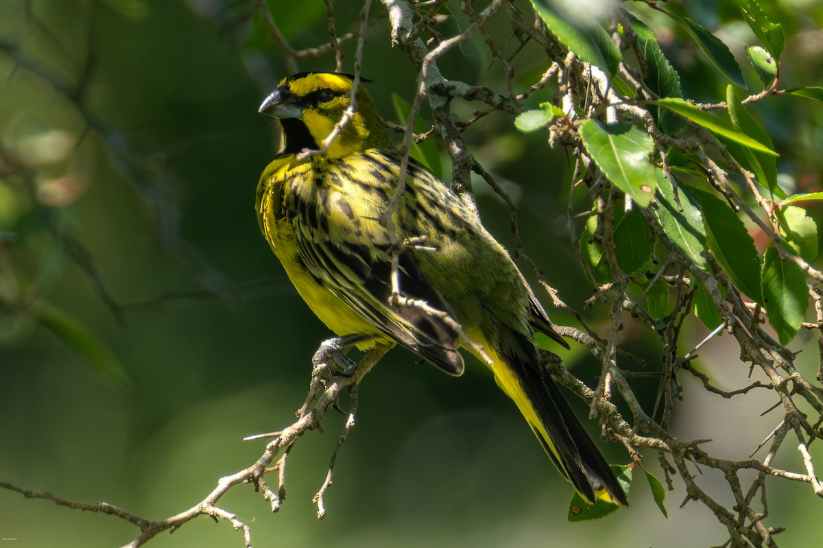 Yellow Cardinal - ML647506495