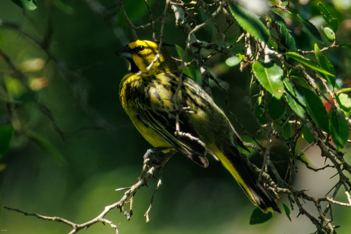 Yellow Cardinal - ML647506496