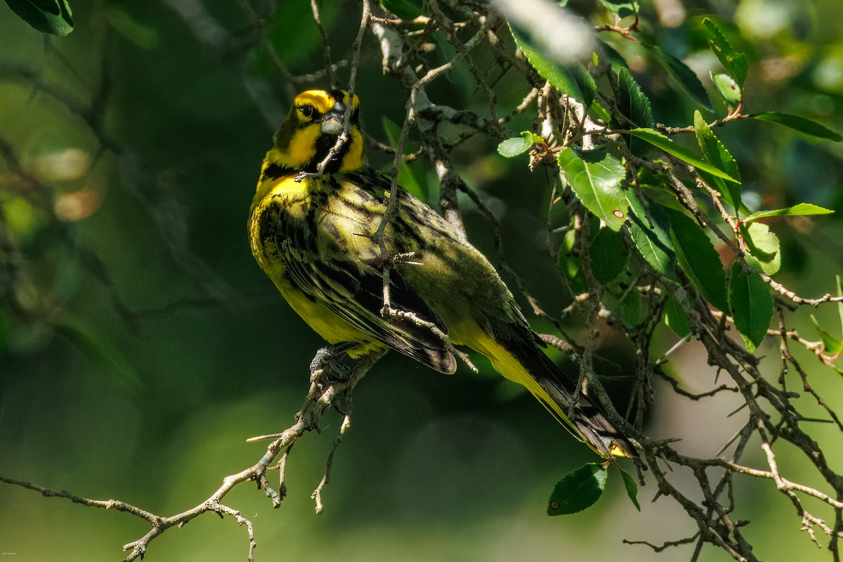 Yellow Cardinal - ML647506498