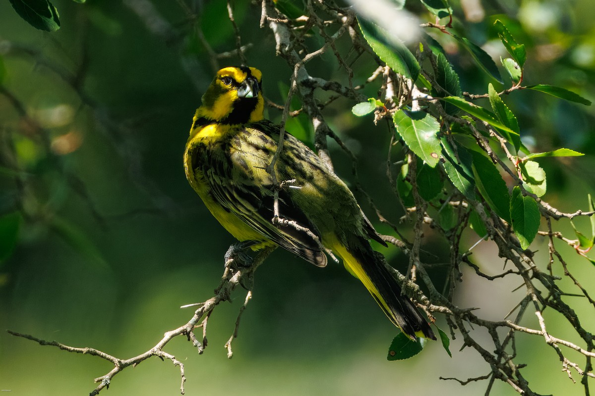 Yellow Cardinal - ML647506499