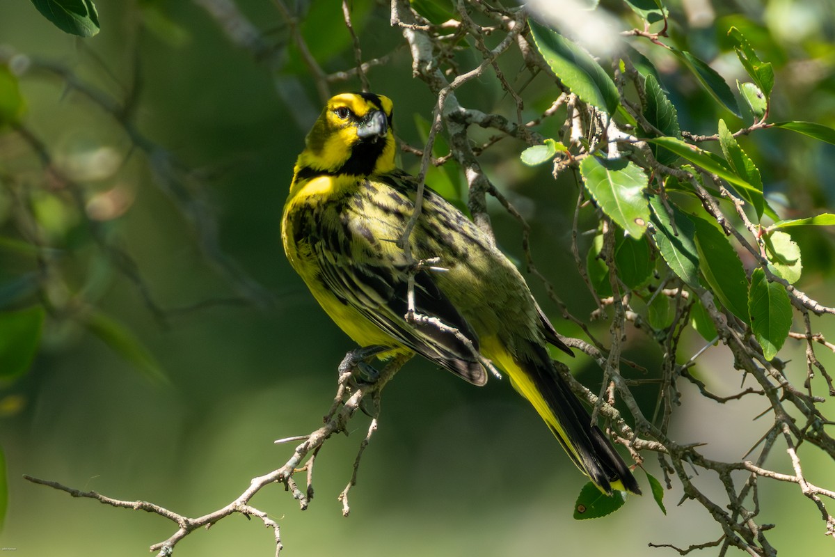 Yellow Cardinal - ML647506500