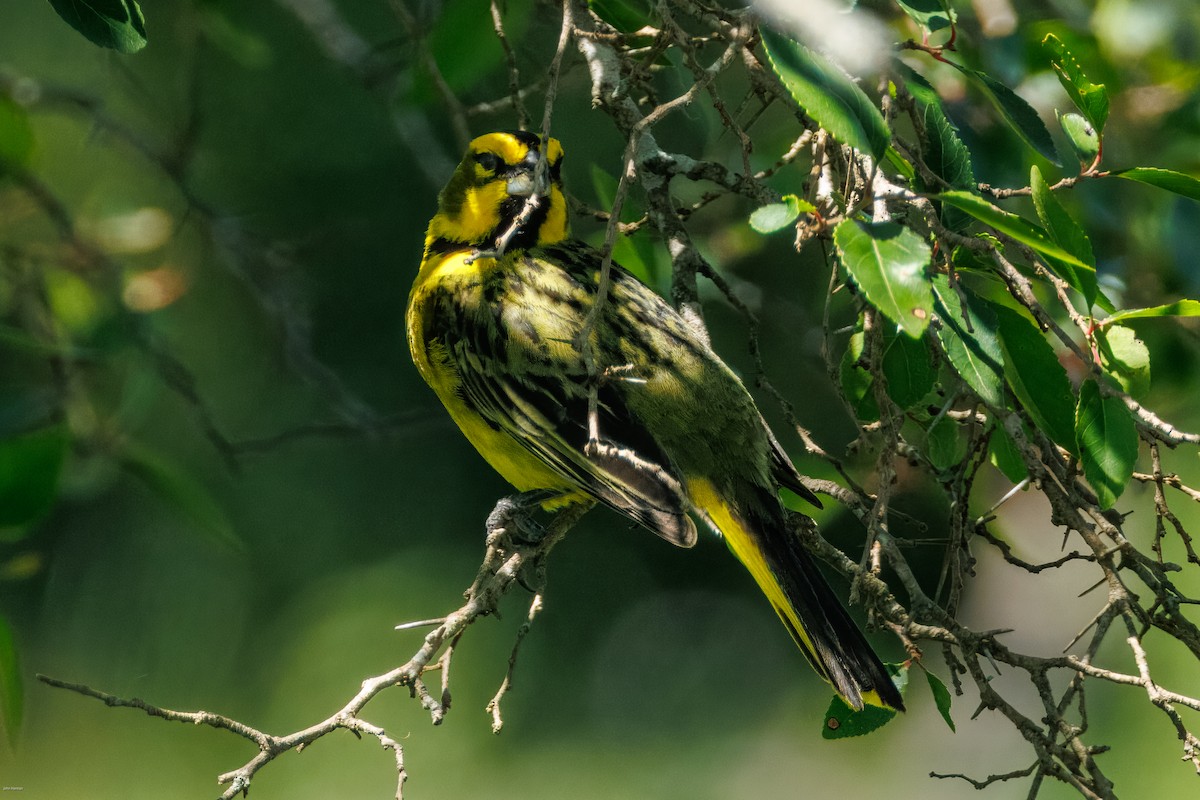 Yellow Cardinal - ML647506502
