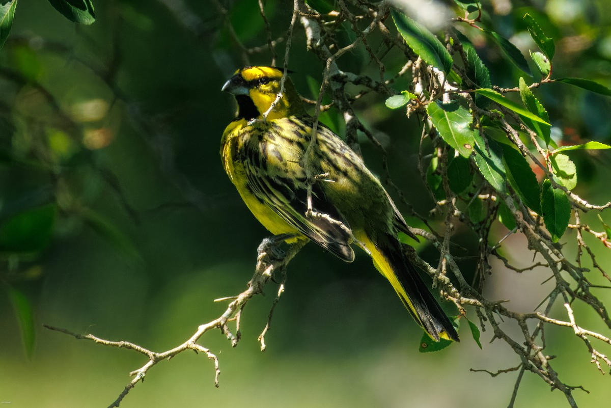 Yellow Cardinal - ML647506503