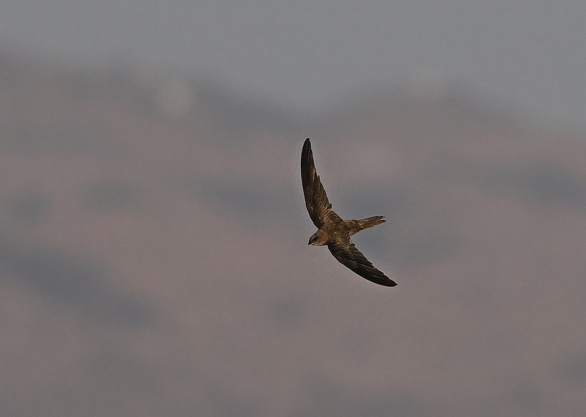 Forbes-Watson's Swift - ML647506509