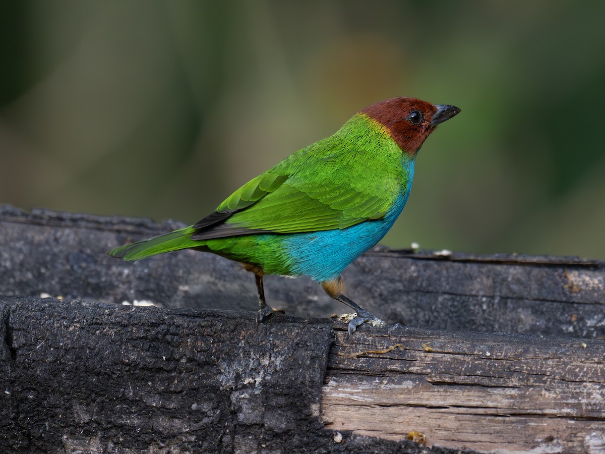 Tangara Cabecibaya - ML647506520