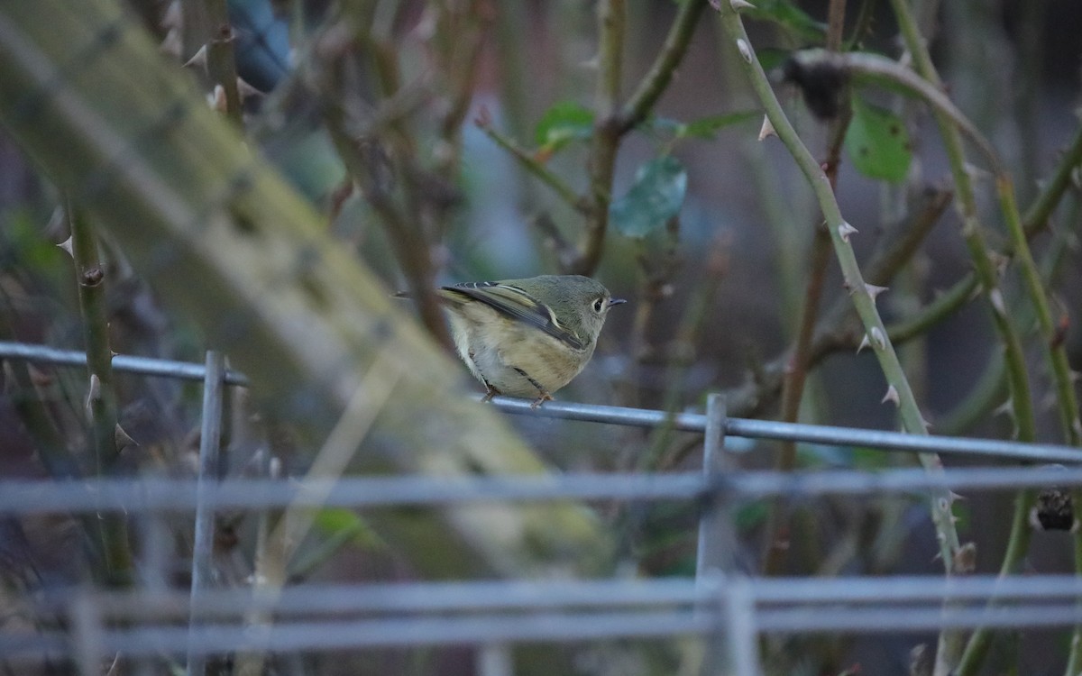 Ruby-crowned Kinglet - ML647506523