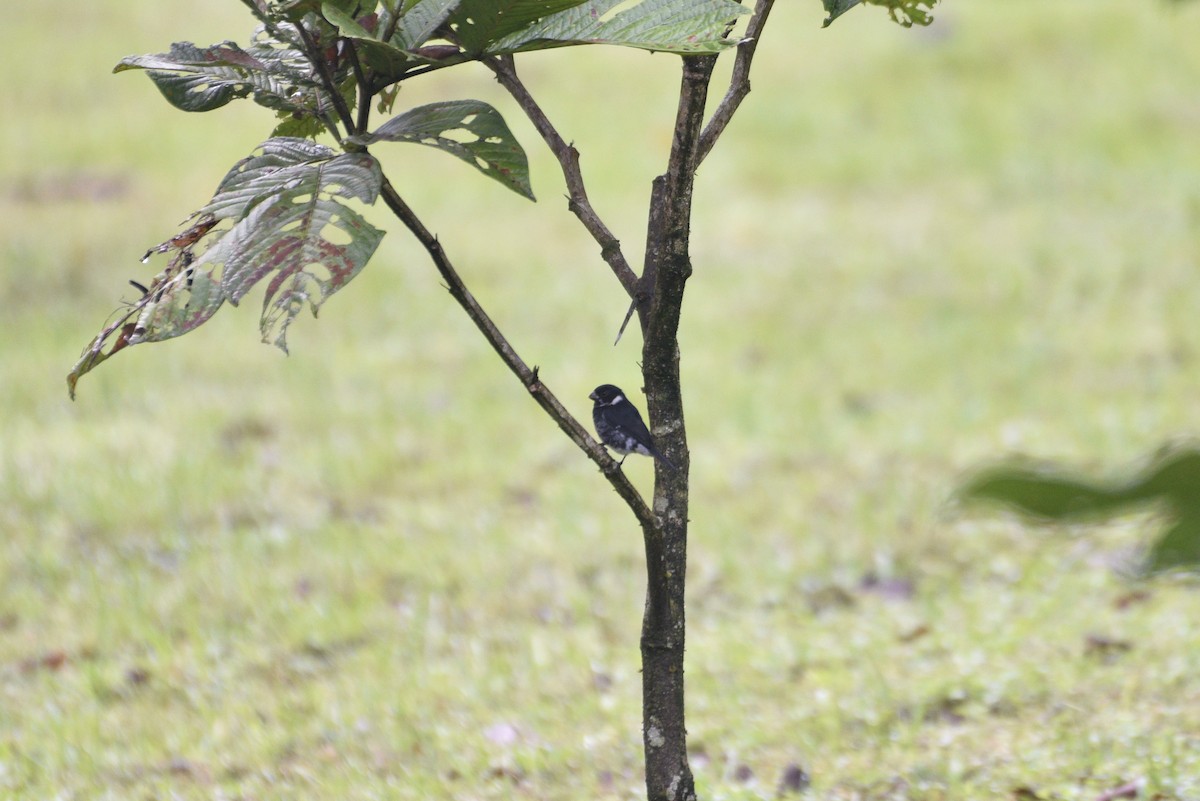 Variable Seedeater - ML647506528